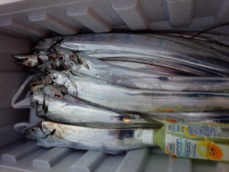 太刀魚好調キープ