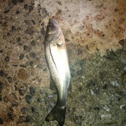 チーバス後メバル