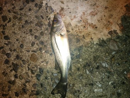 チーバス後メバル