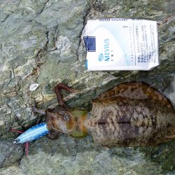 秋イカ探して！！