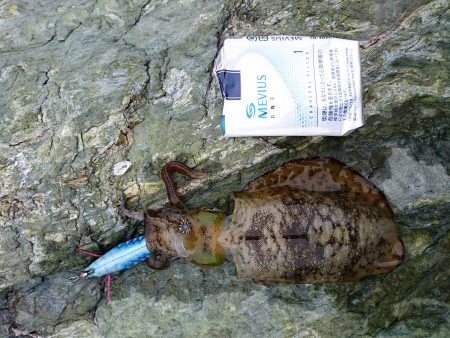 秋イカ探して！！