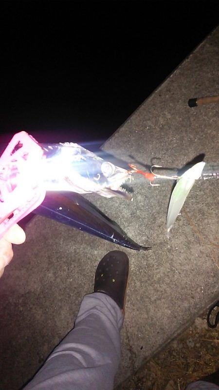 夏タチばっかり(泣)