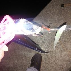 夏タチばっかり(泣)