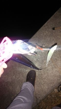 夏タチばっかり(泣)