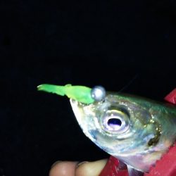 短時間アジング