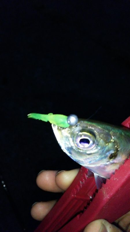 短時間アジング