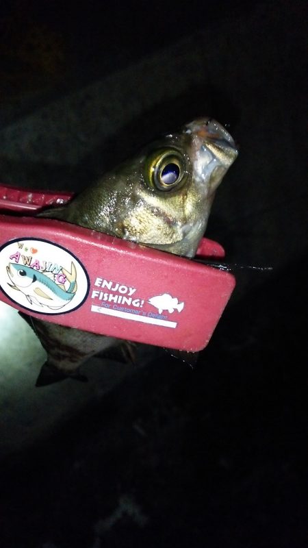 今夜もアジング