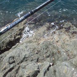 コウイカはイヤだぁ～