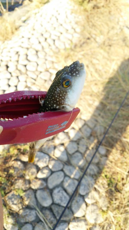 ジグパラのちっさいのでメッキ狙うも･･･