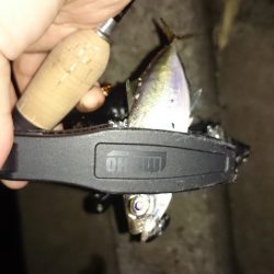 アジング釣行記