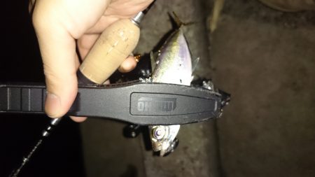 アジング釣行記