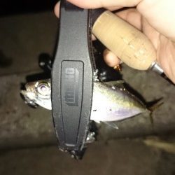 アジング釣行記