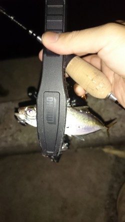 アジング釣行記