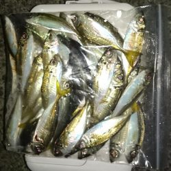 アジング釣行記