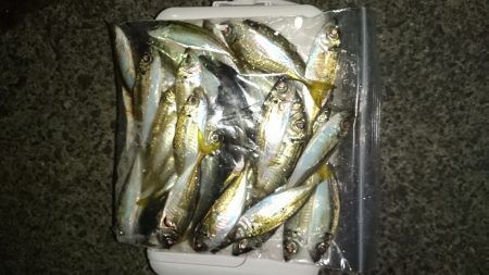 アジング釣行記