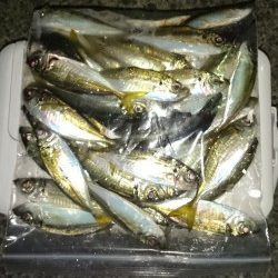 アジング釣行記