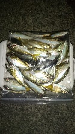 アジング釣行記