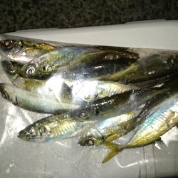 アジング釣行記