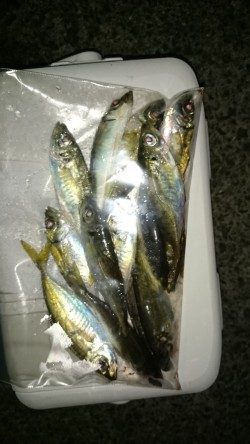 アジング釣行記