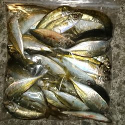 アジング釣行記