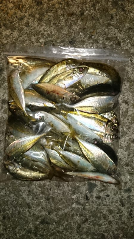 アジング釣行記