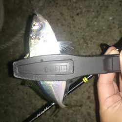 アジング釣行記