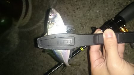 アジング釣行記