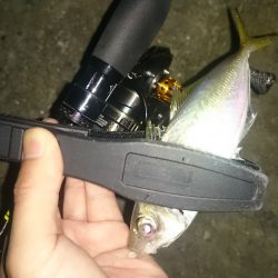 アジング釣行記