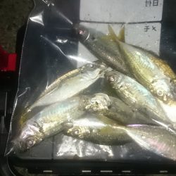 アジング釣行記