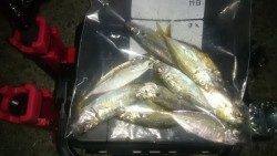 アジング釣行記