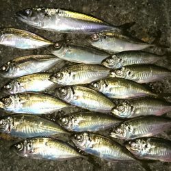アジング釣行記