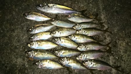 アジング釣行記