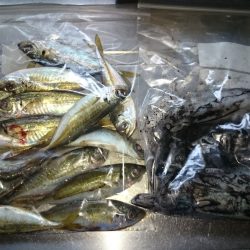 アジング釣行記
