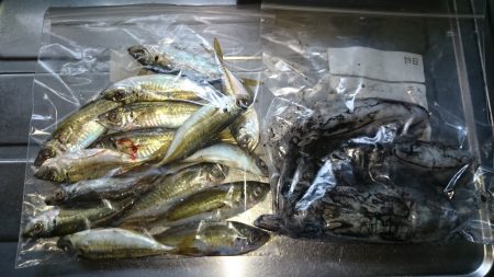 アジング釣行記