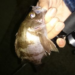 アジング釣行記