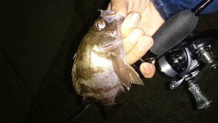 アジング釣行記