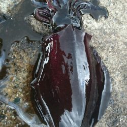 ババ荒れ日本海