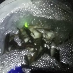 夜サビキでアジ大漁です。