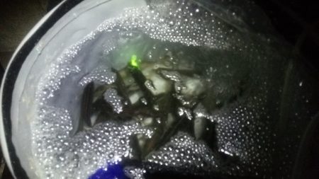 夜サビキでアジ大漁です。