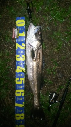 まとまった雨が欲しい