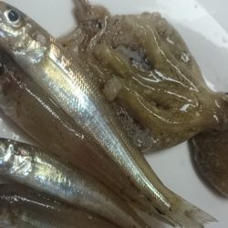 落ちキス狙いのはずが。