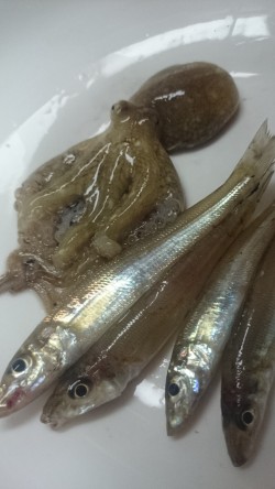 落ちキス狙いのはずが。