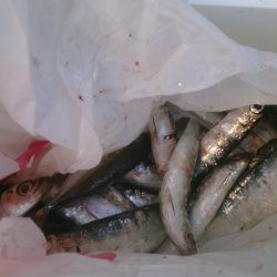 イワシ入れ食い！