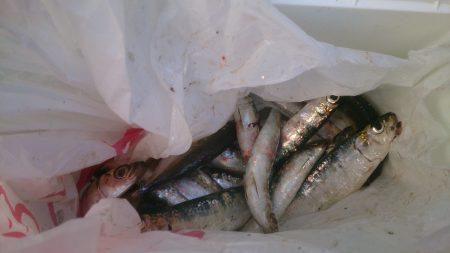 イワシ入れ食い！