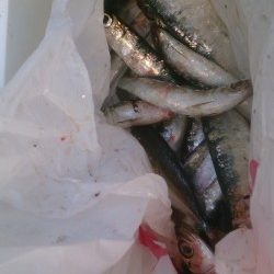 イワシ入れ食い！