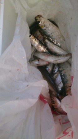 イワシ入れ食い！