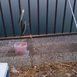 サビキ釣りでアジ、イワシ釣れました