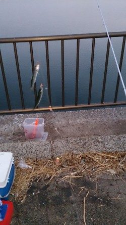 サビキ釣りでアジ、イワシ釣れました