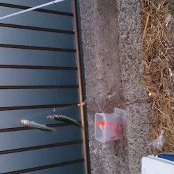 サビキ釣りでアジ、イワシ釣れました