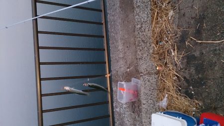 サビキ釣りでアジ、イワシ釣れました